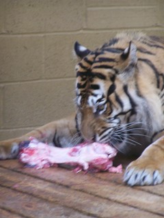 Tiger eatting