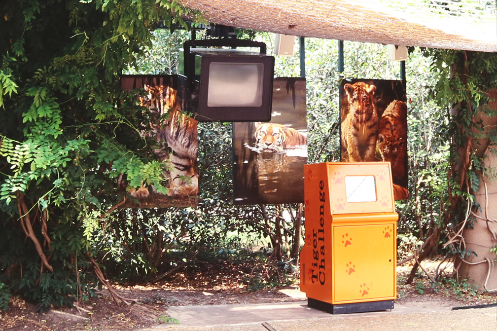 tiger education display