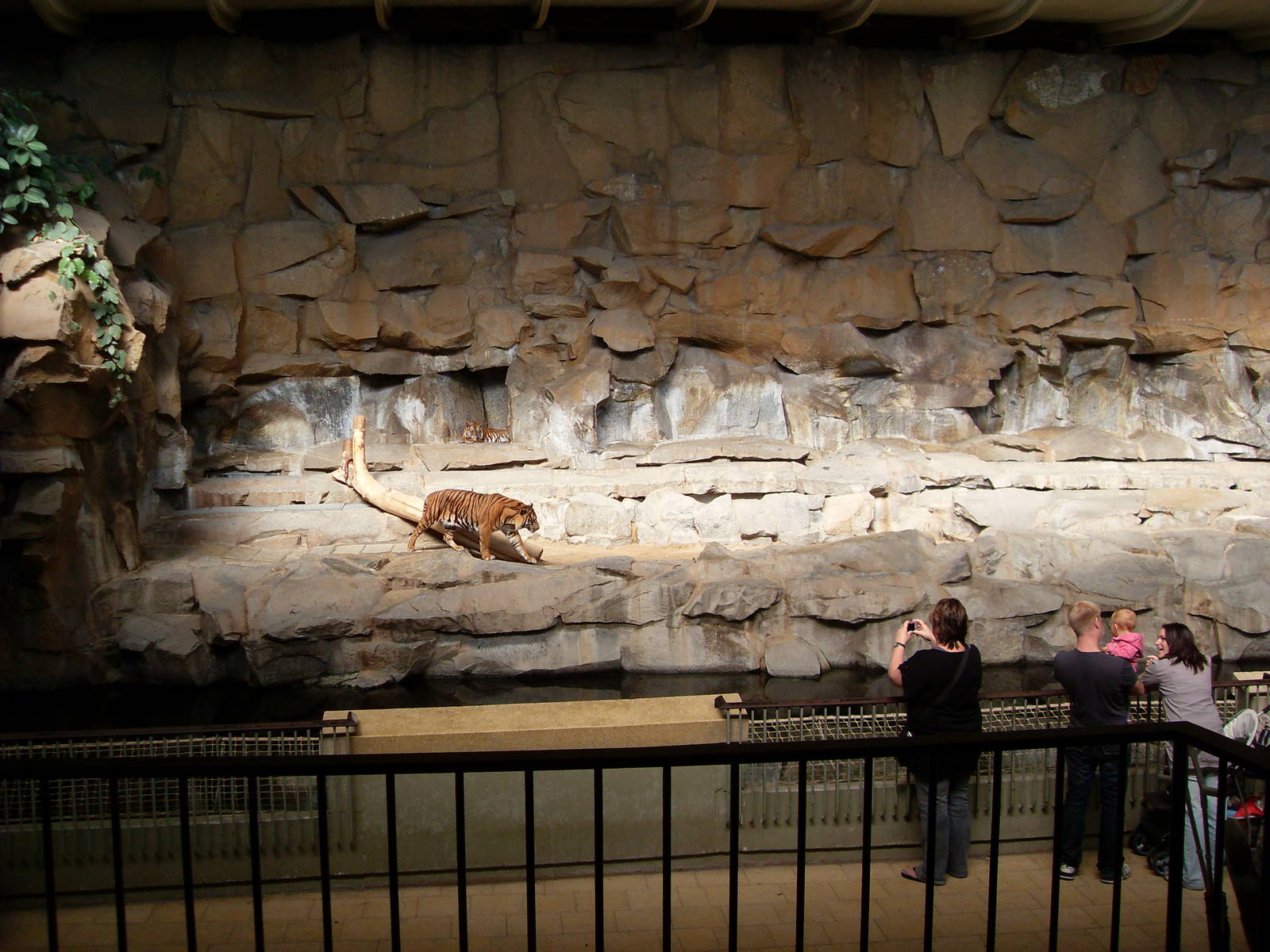 tiger enclosure 050910