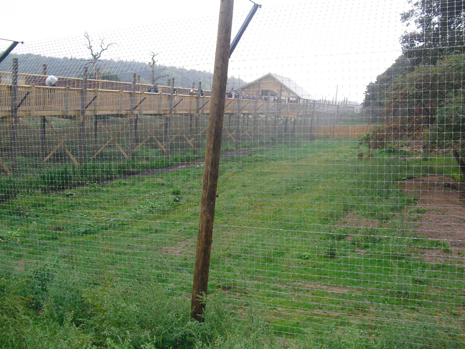 Tiger Enclosure - 06/09/2011