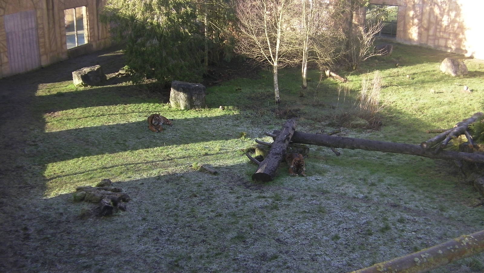 Tiger Enclosure - 09.02.2013