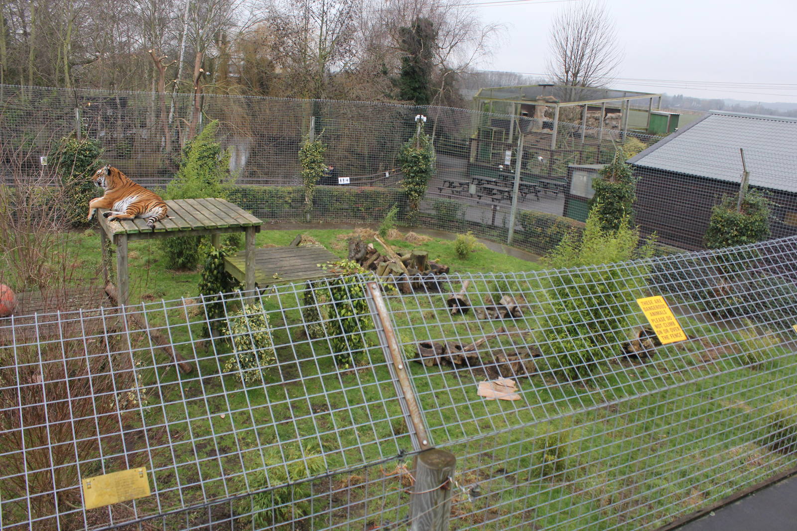Tiger Enclosure 1-1-15