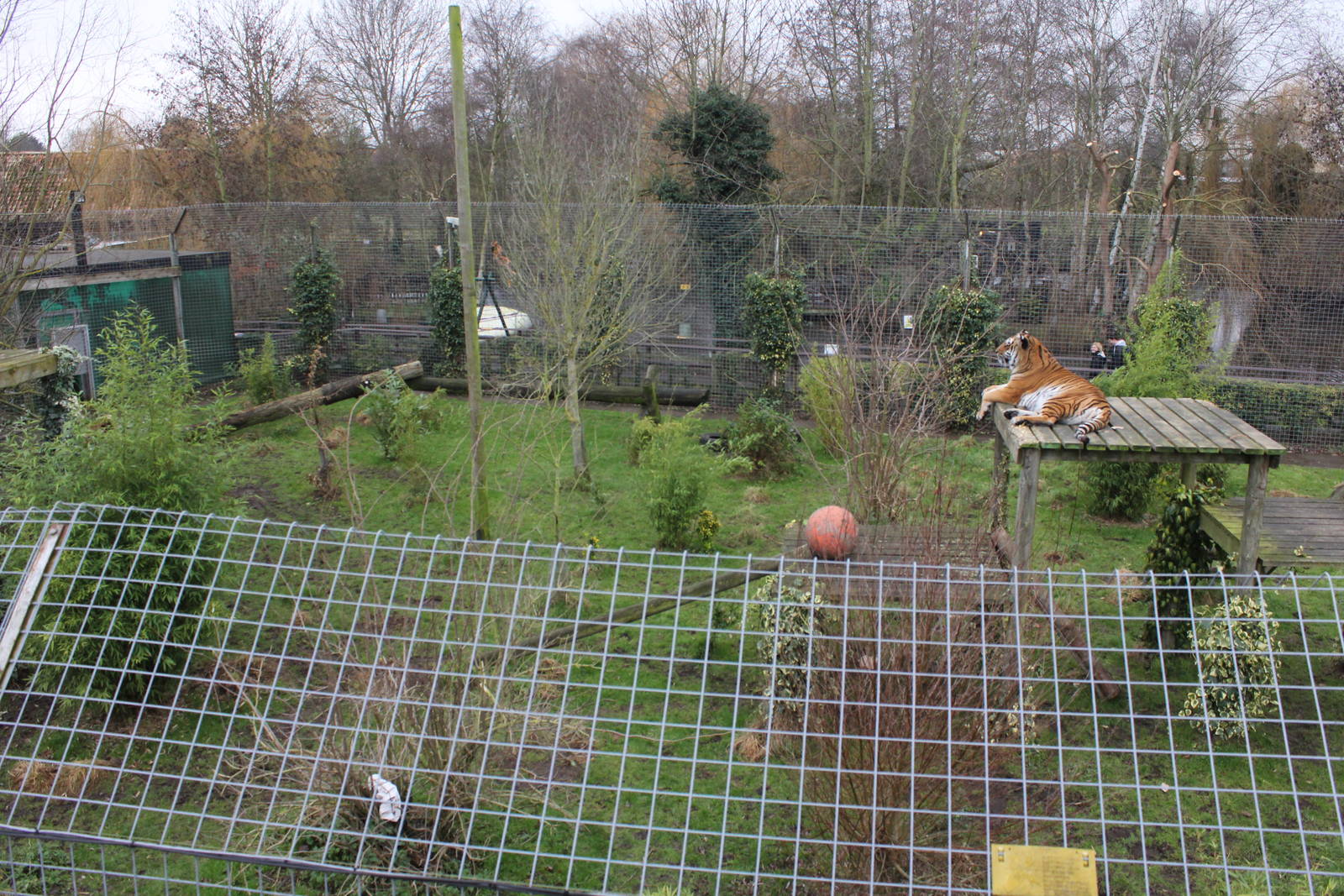Tiger enclosure 1-1-15