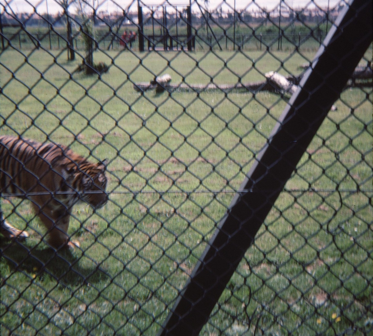 Tiger Enclosure 1979