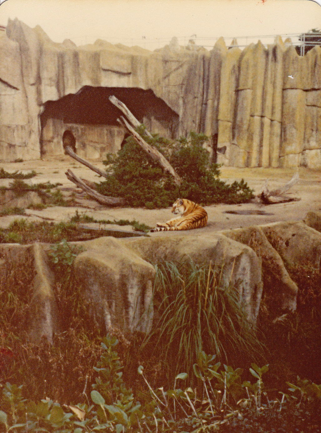 Tiger enclosure - 1981