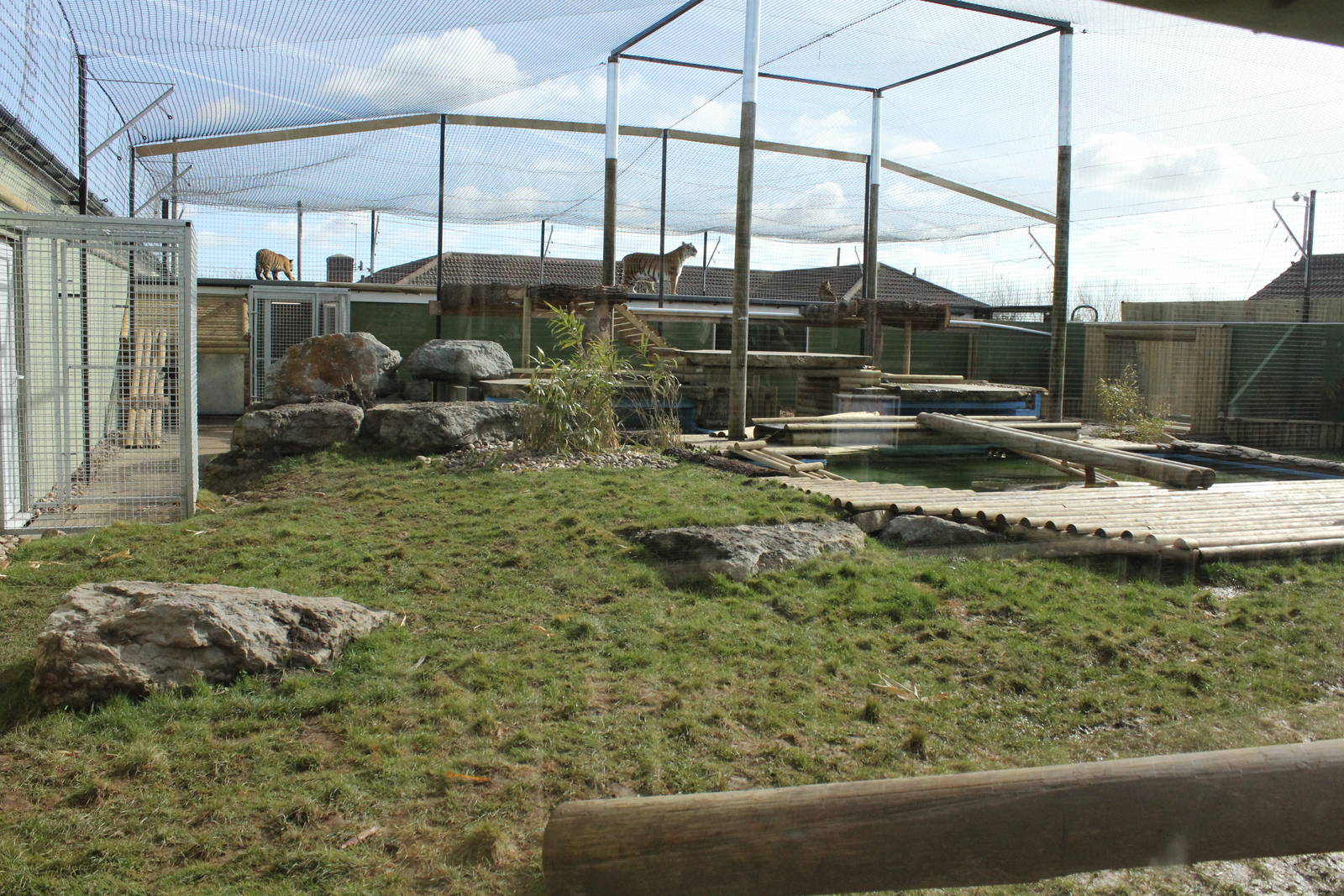 Tiger enclosure 2-4-15