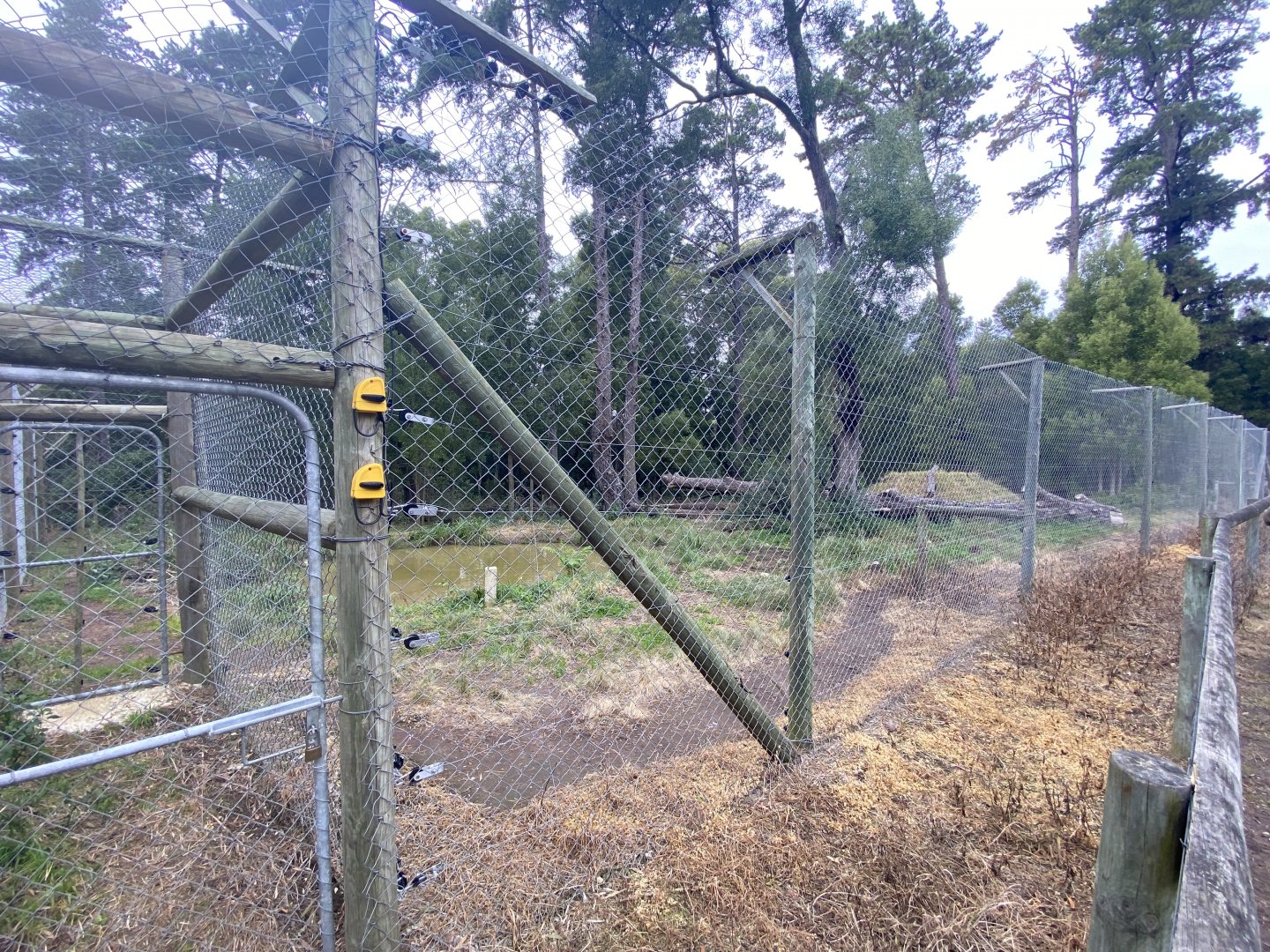 Tiger enclosure 2