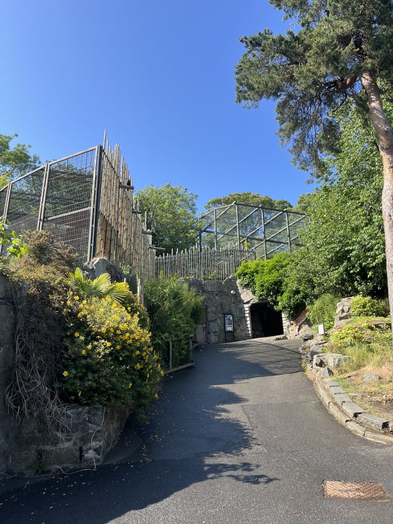 Tiger enclosure 22.6.25