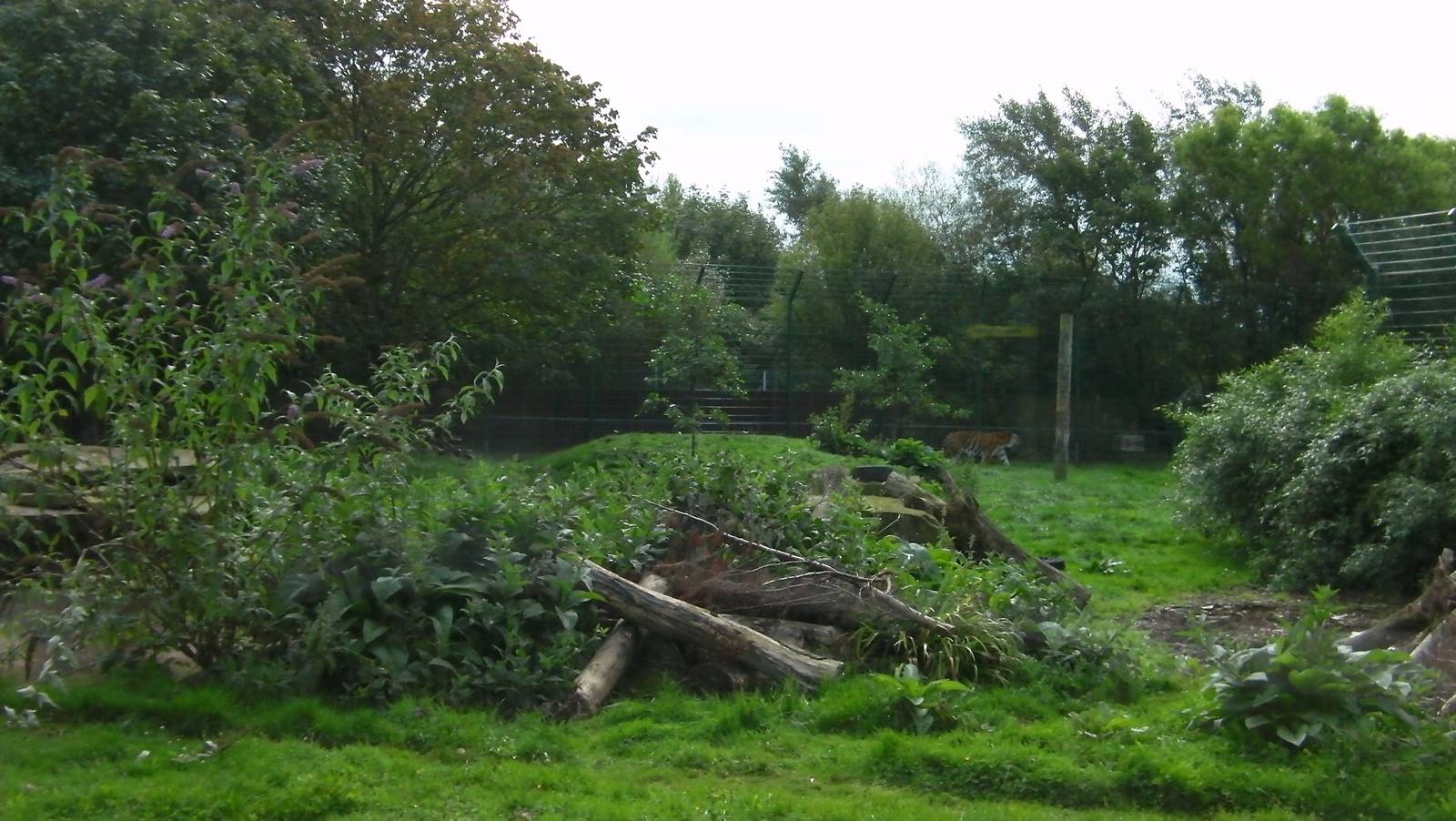 Tiger Enclosure -26.08.2011