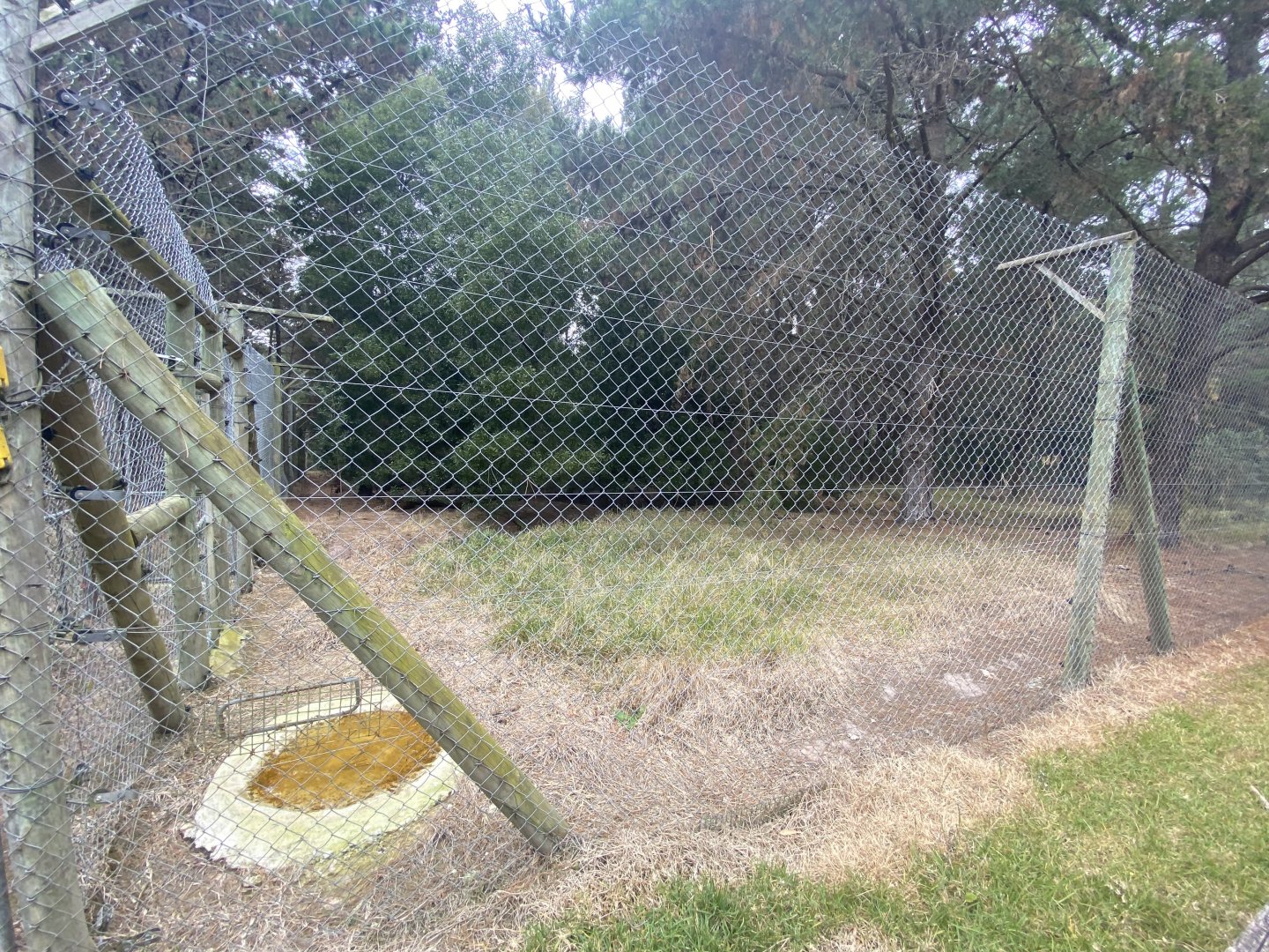Tiger enclosure 3