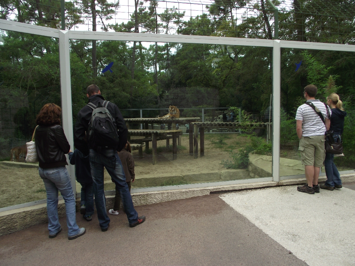 Tiger Enclosure and Viewing