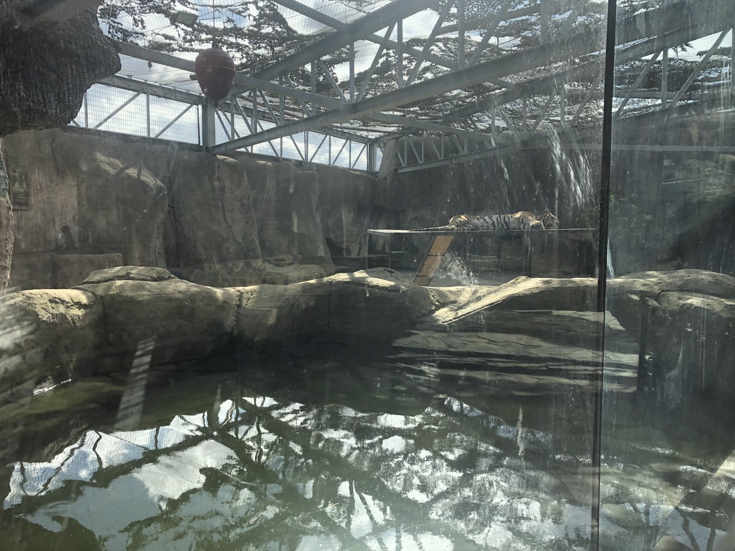 Tiger Enclosure at Aslan Park