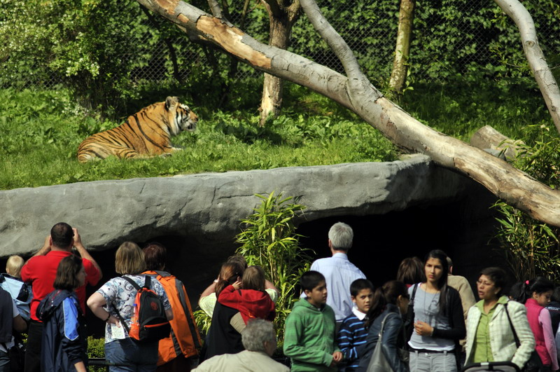 Tiger-enclosure at Hagenbeck, Hamburg