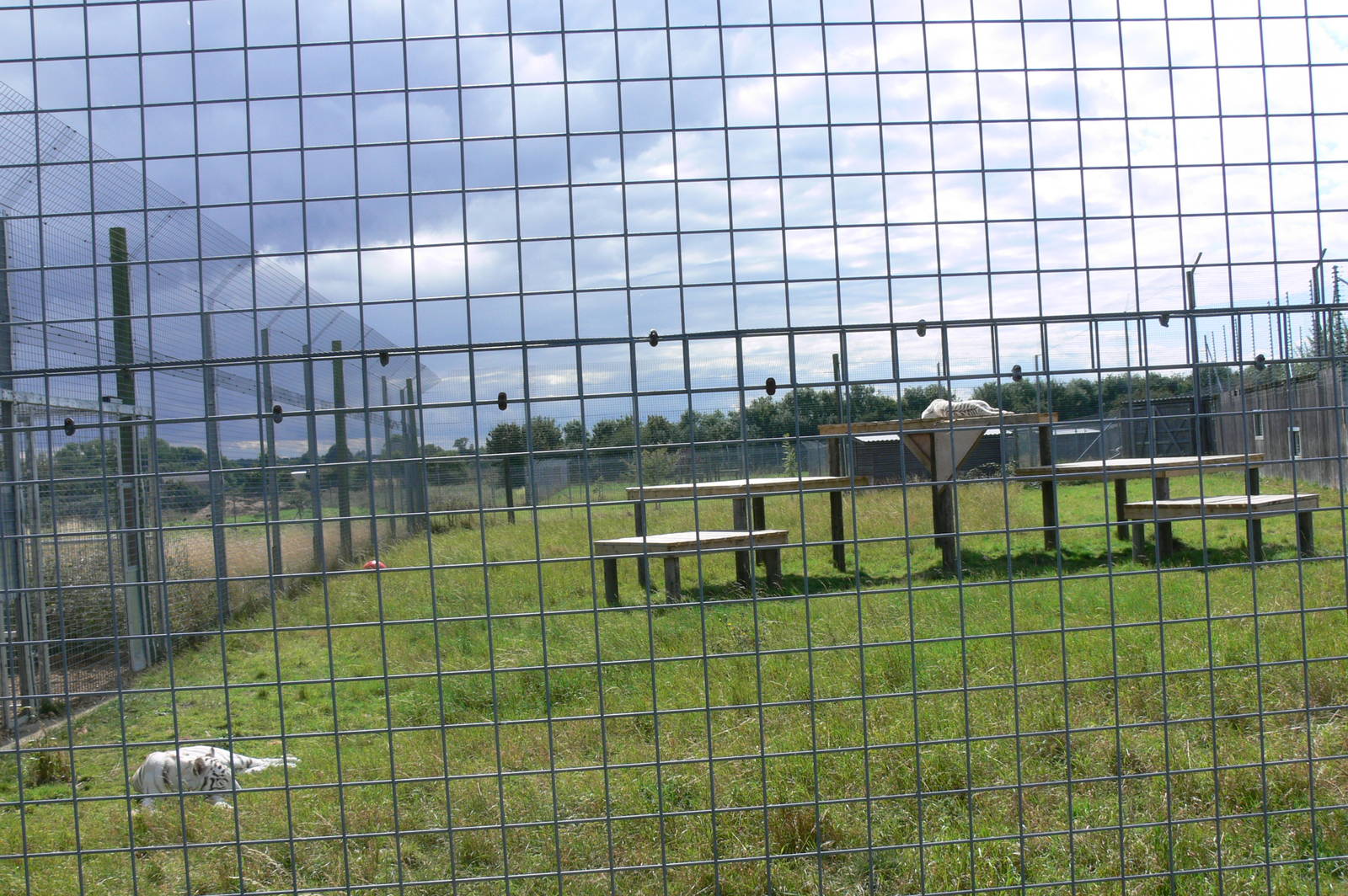 Tiger Enclosure at Hamerton Zoo, 23/08/14