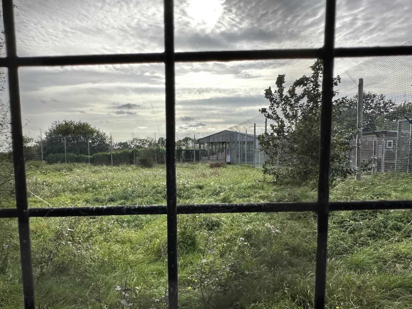 Tiger Enclosure at Hamerton Zoo Park (October 2023)