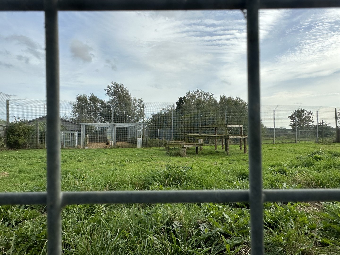 Tiger Enclosure at Hamerton Zoo Park (October 2023)