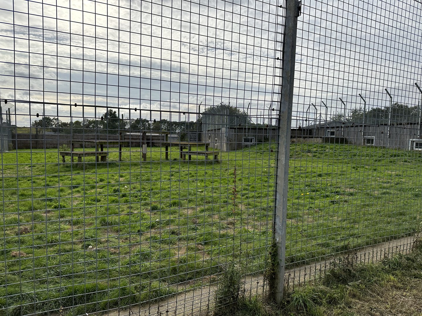 Tiger Enclosure at Hamerton Zoo Park (October 2023)