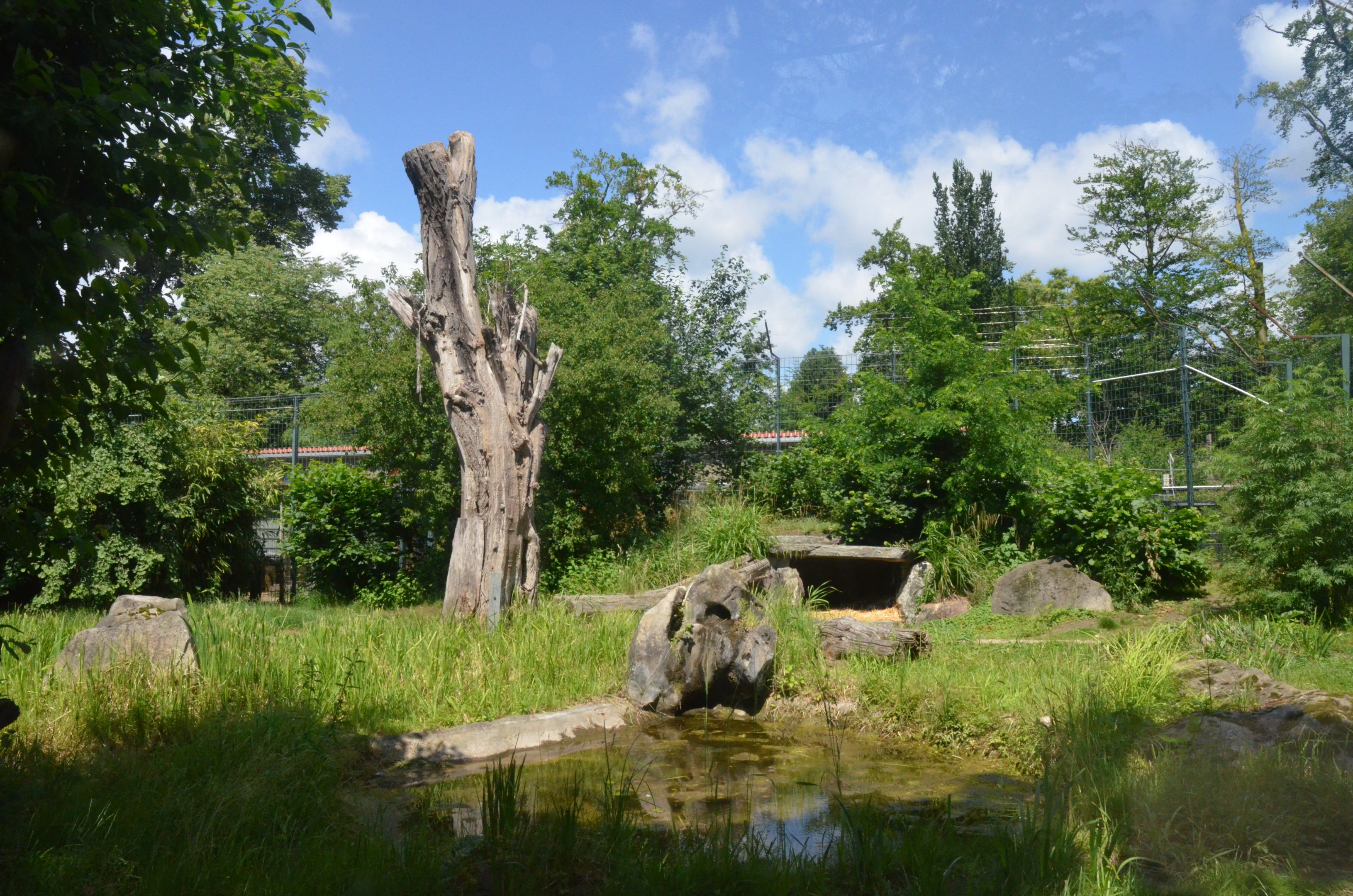 Tiger Enclosure at Krefeld, 15/06/19