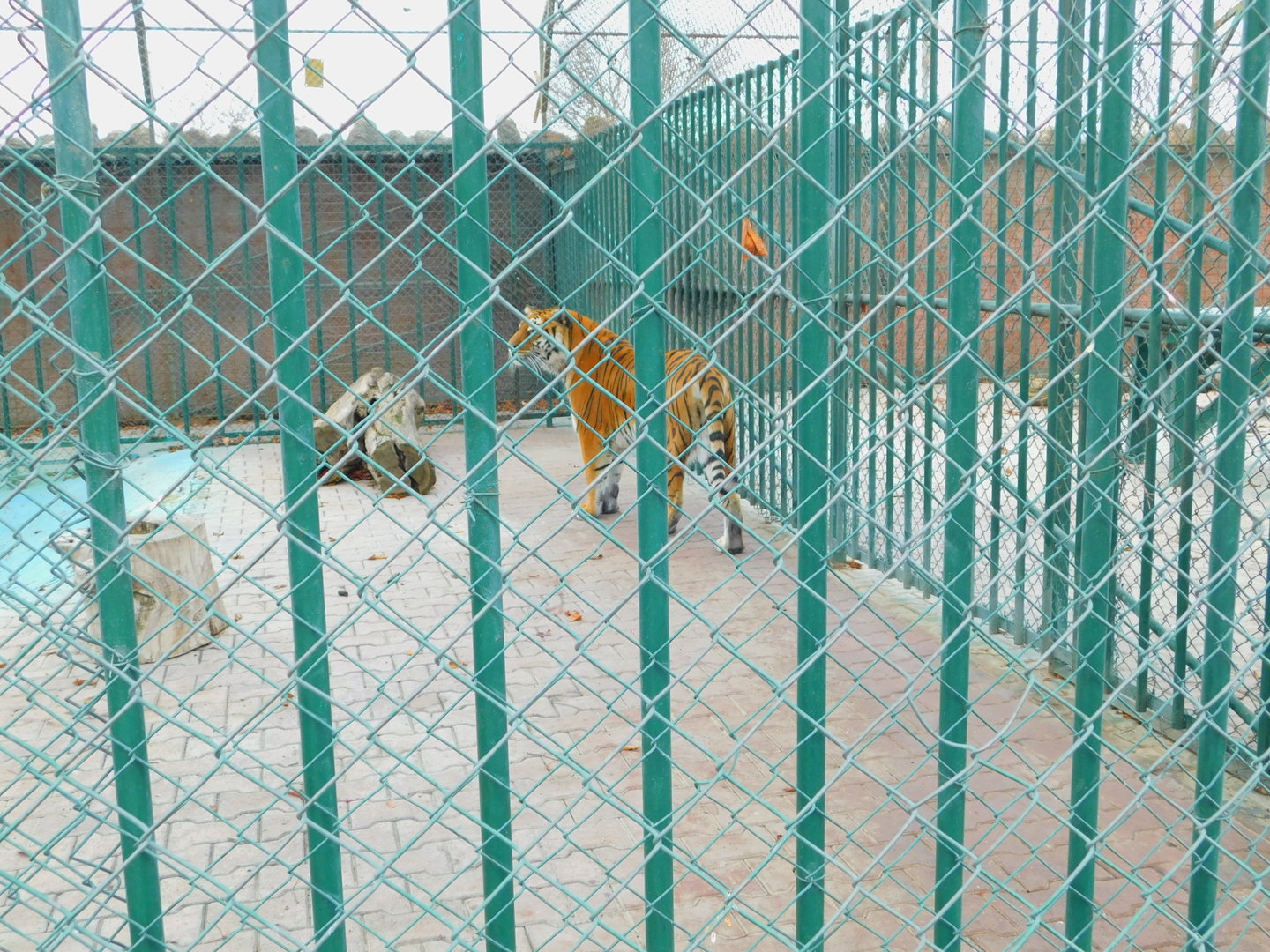 Tiger Enclosure at the Karatay Zoo