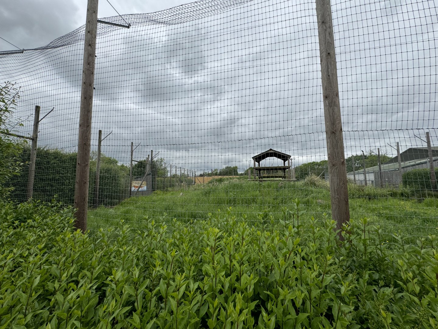 Tiger Enclosure at Woodside Wildlife Park (May 2024)