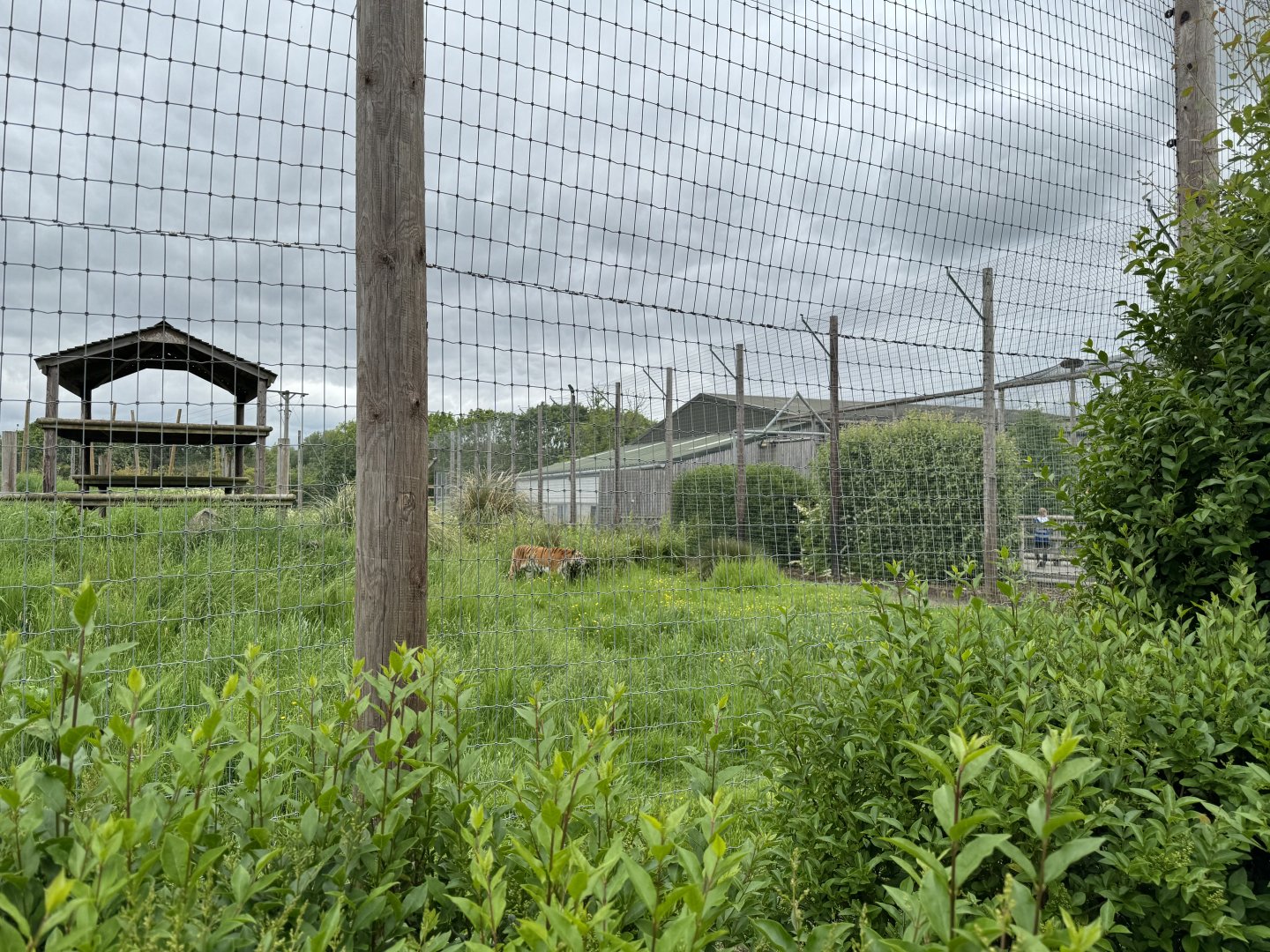 Tiger Enclosure at Woodside Wildlife Park (May 2024)