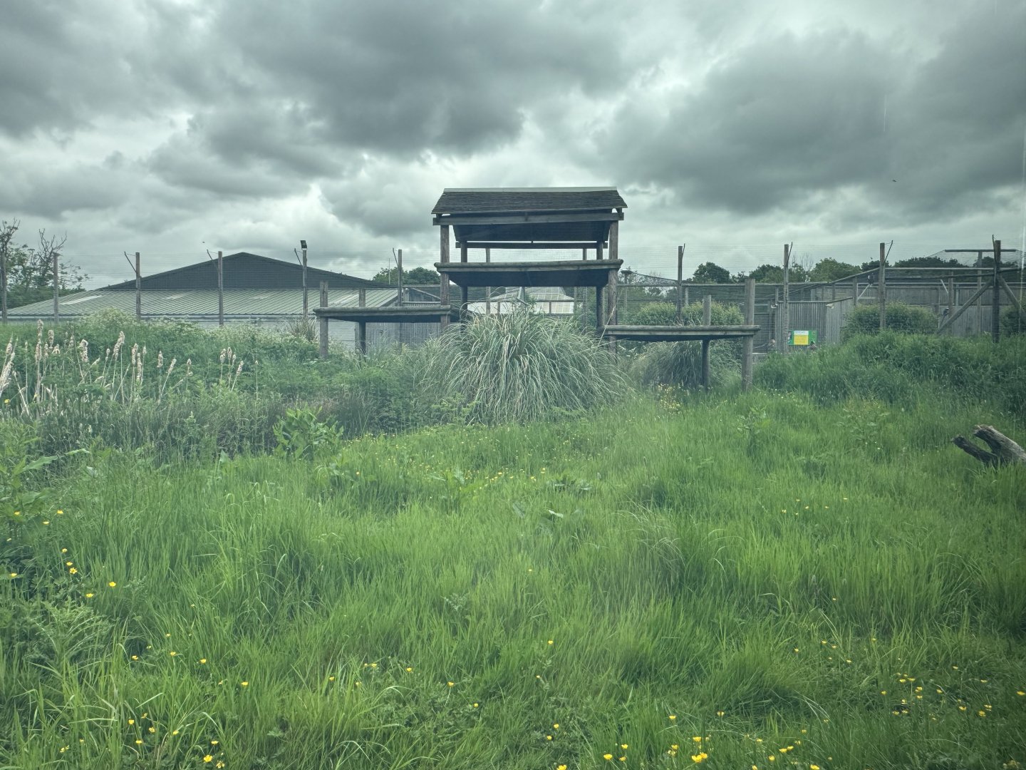 Tiger Enclosure at Woodside Wildlife Park (May 2024)