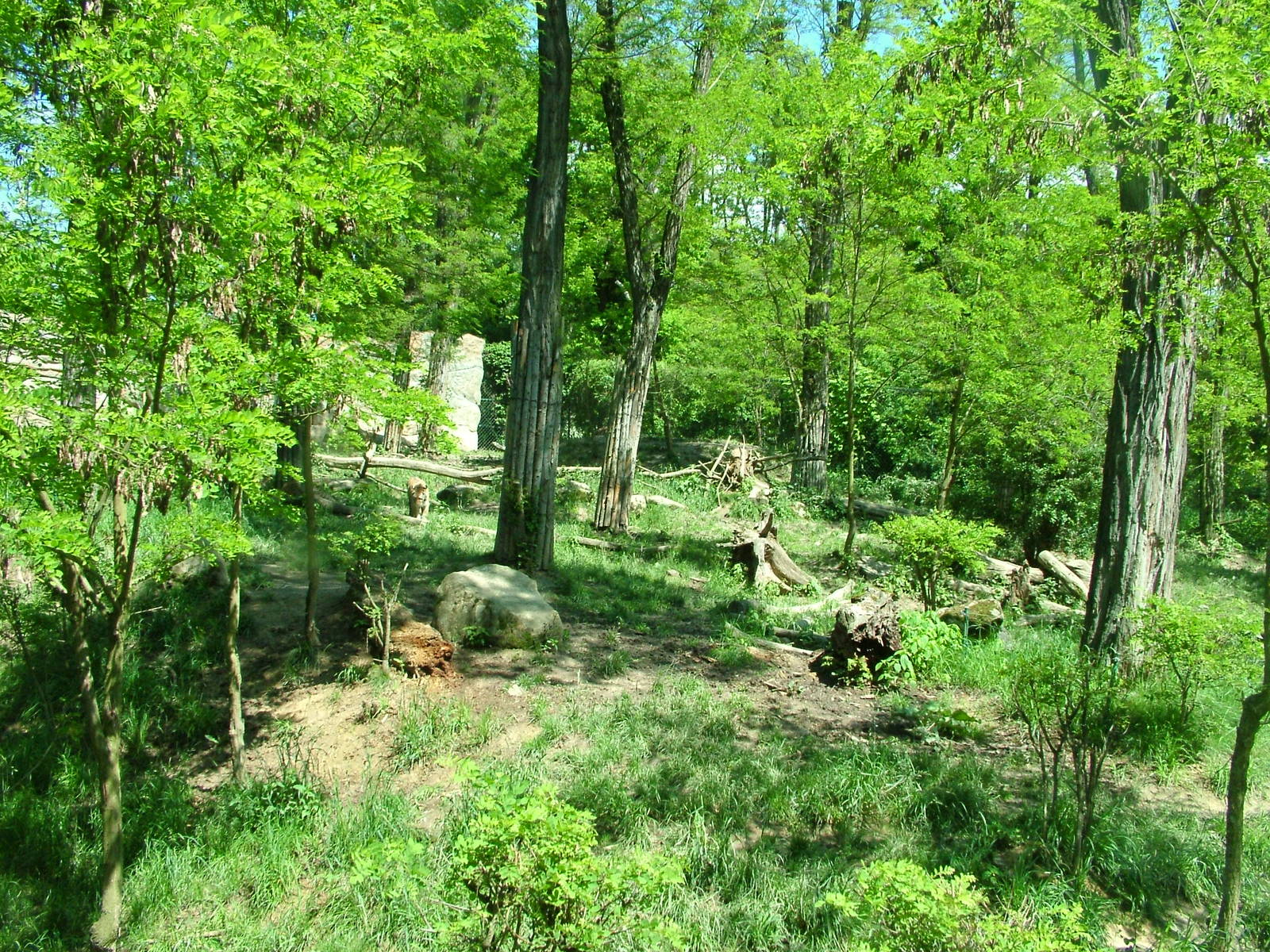 Tiger enclosure at Zlin, 28/05/10