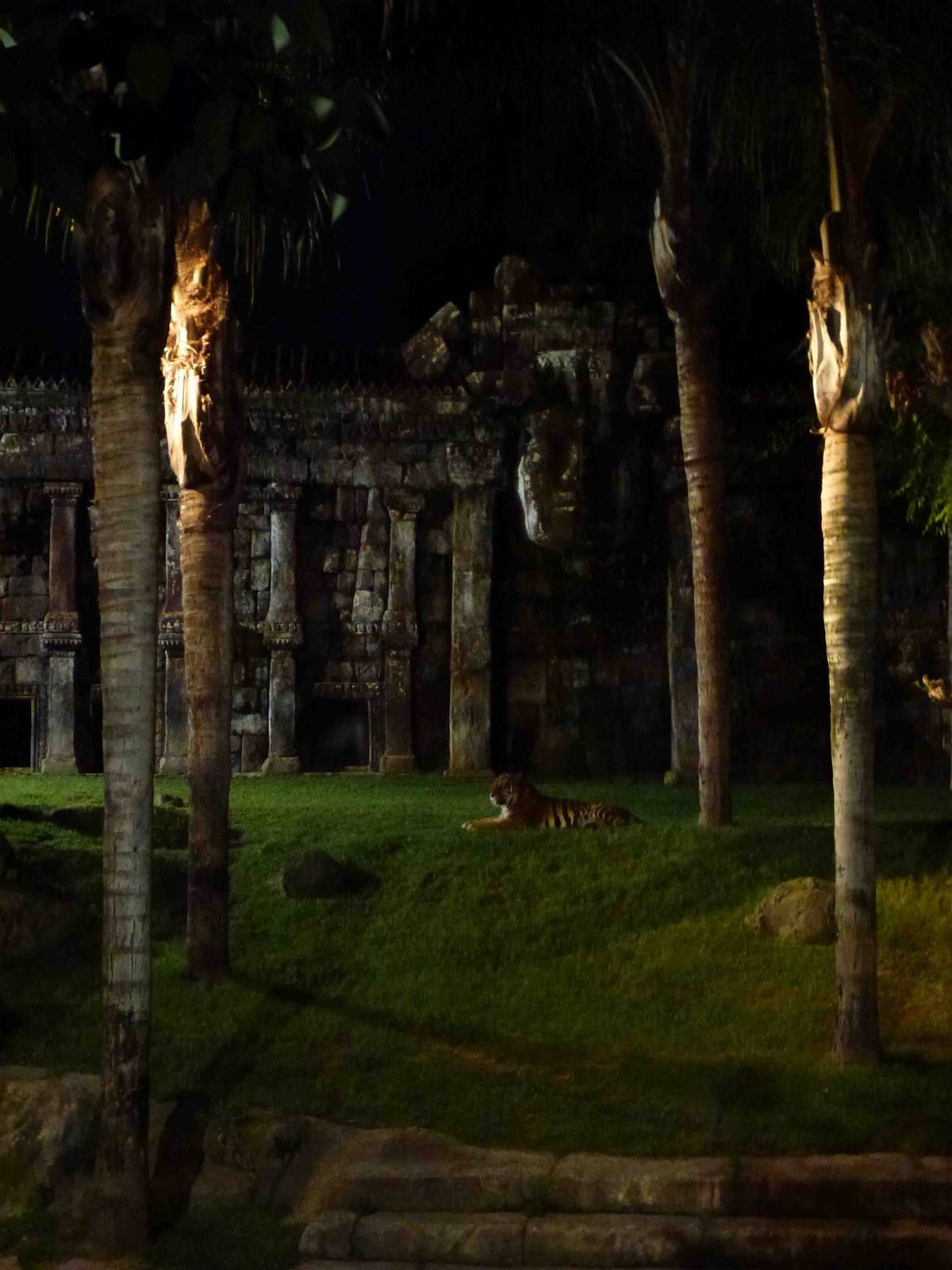 Tiger enclosure by night, July 2013.