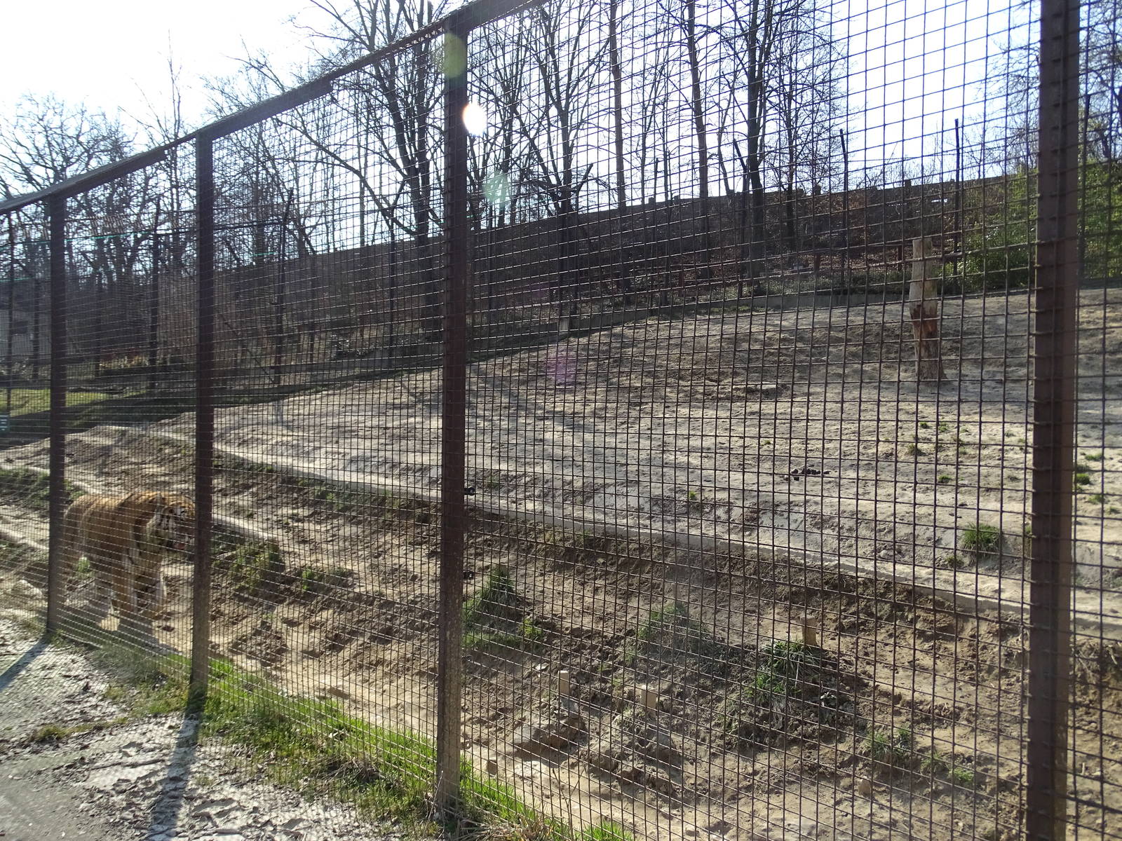 Tiger enclosure from below
