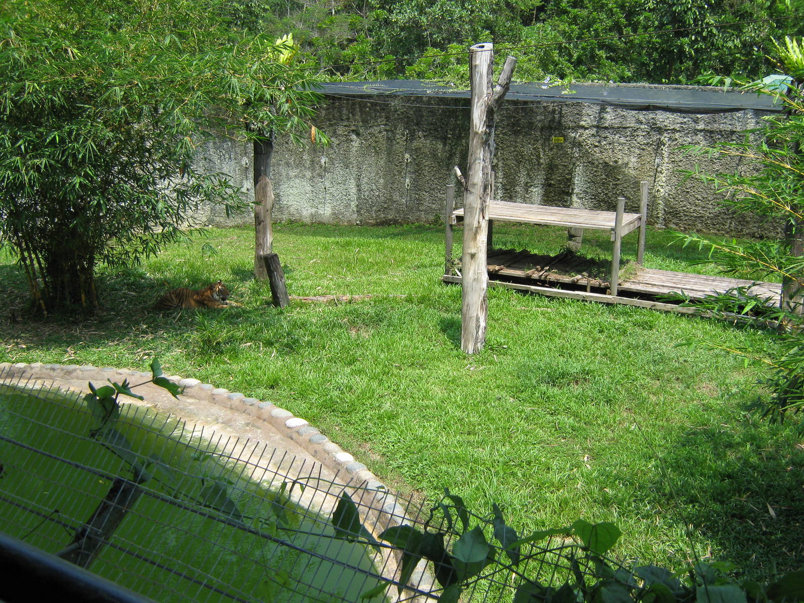 tiger enclosure from the upper viewing area