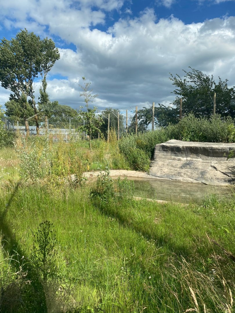 Tiger enclosure green