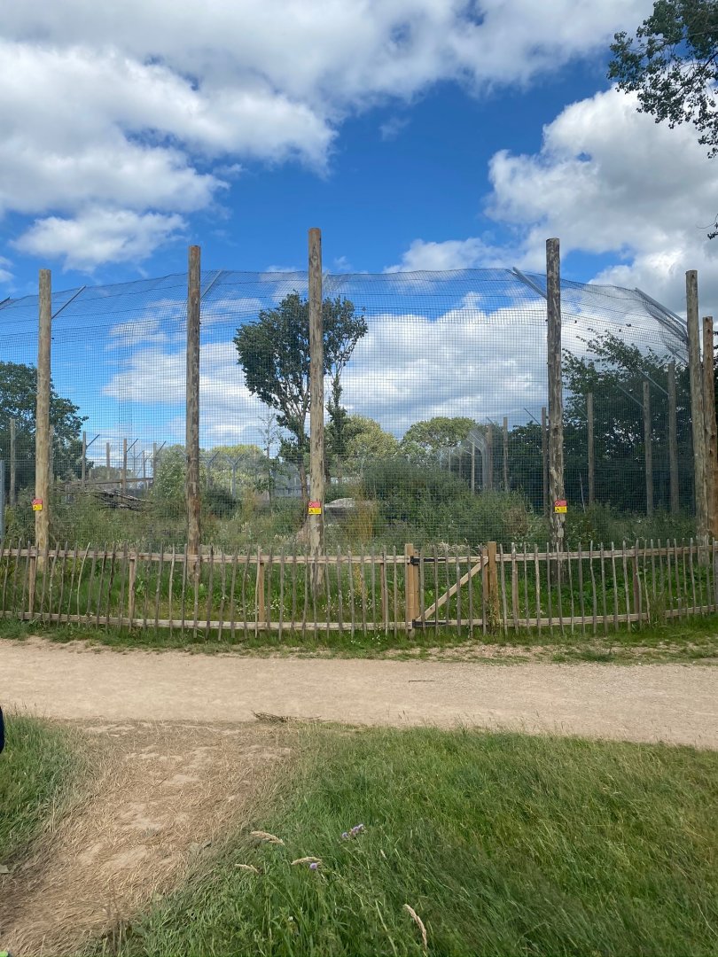 Tiger enclosure grown up