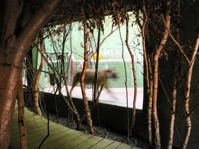 Tiger enclosure inside Prague Zoo