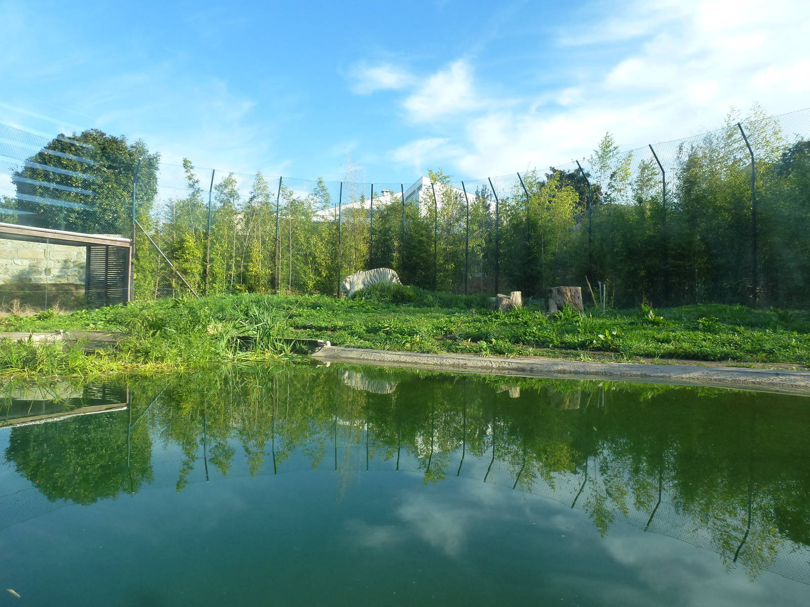 Tiger enclosure, November 2013.