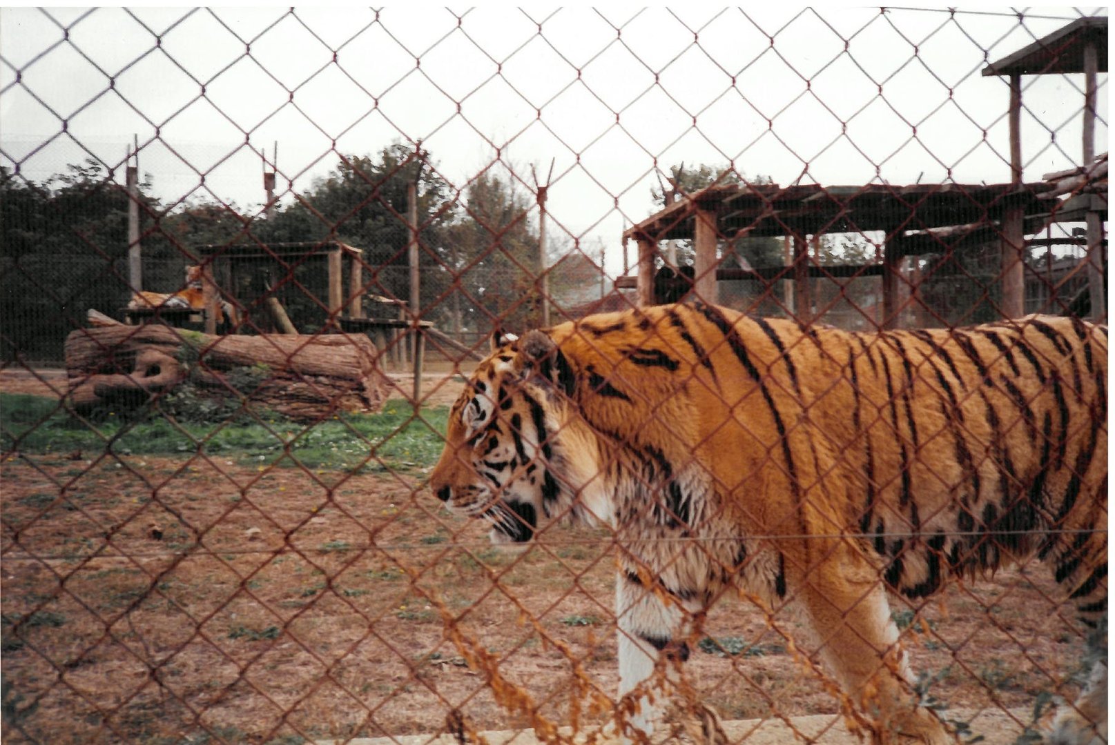 Tiger Enclosure - scanned photo 1990's