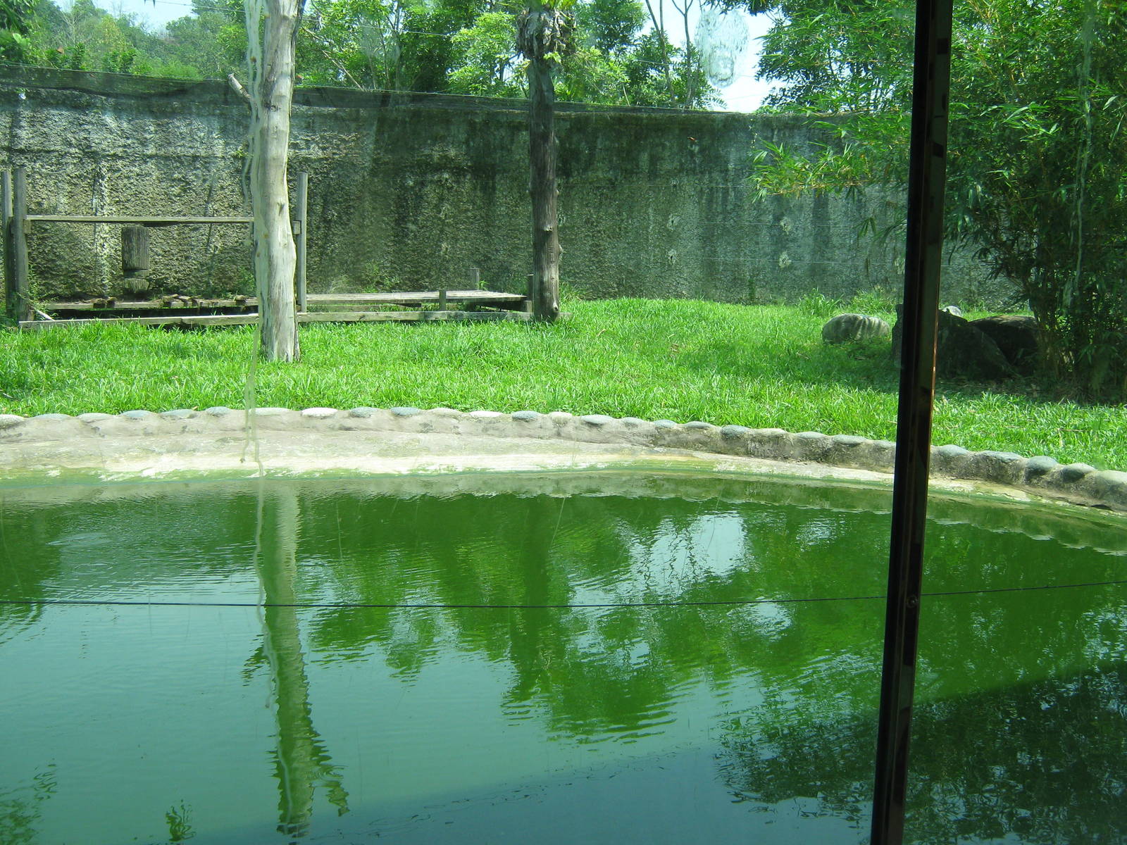 tiger enclosure through the viewing window