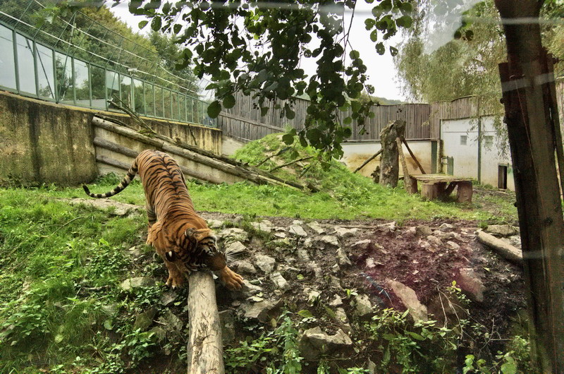 Tiger enclosure