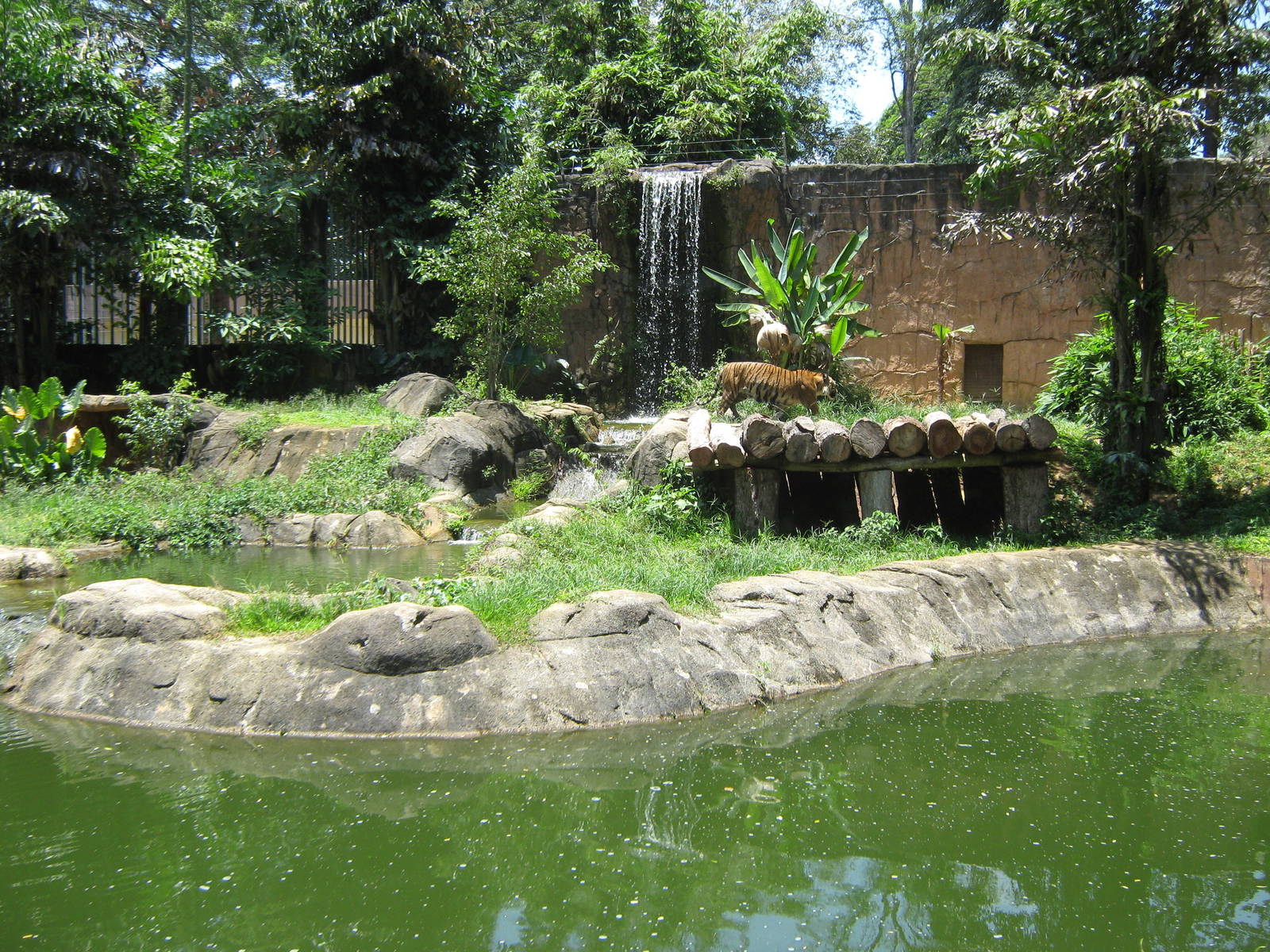 tiger enclosure