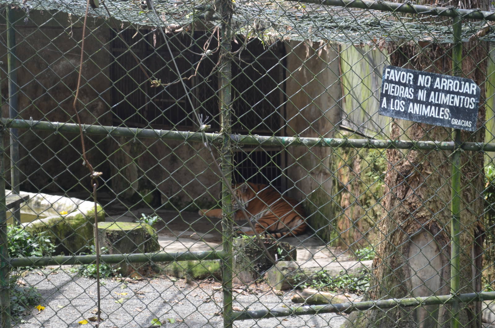 Tiger enclosure
