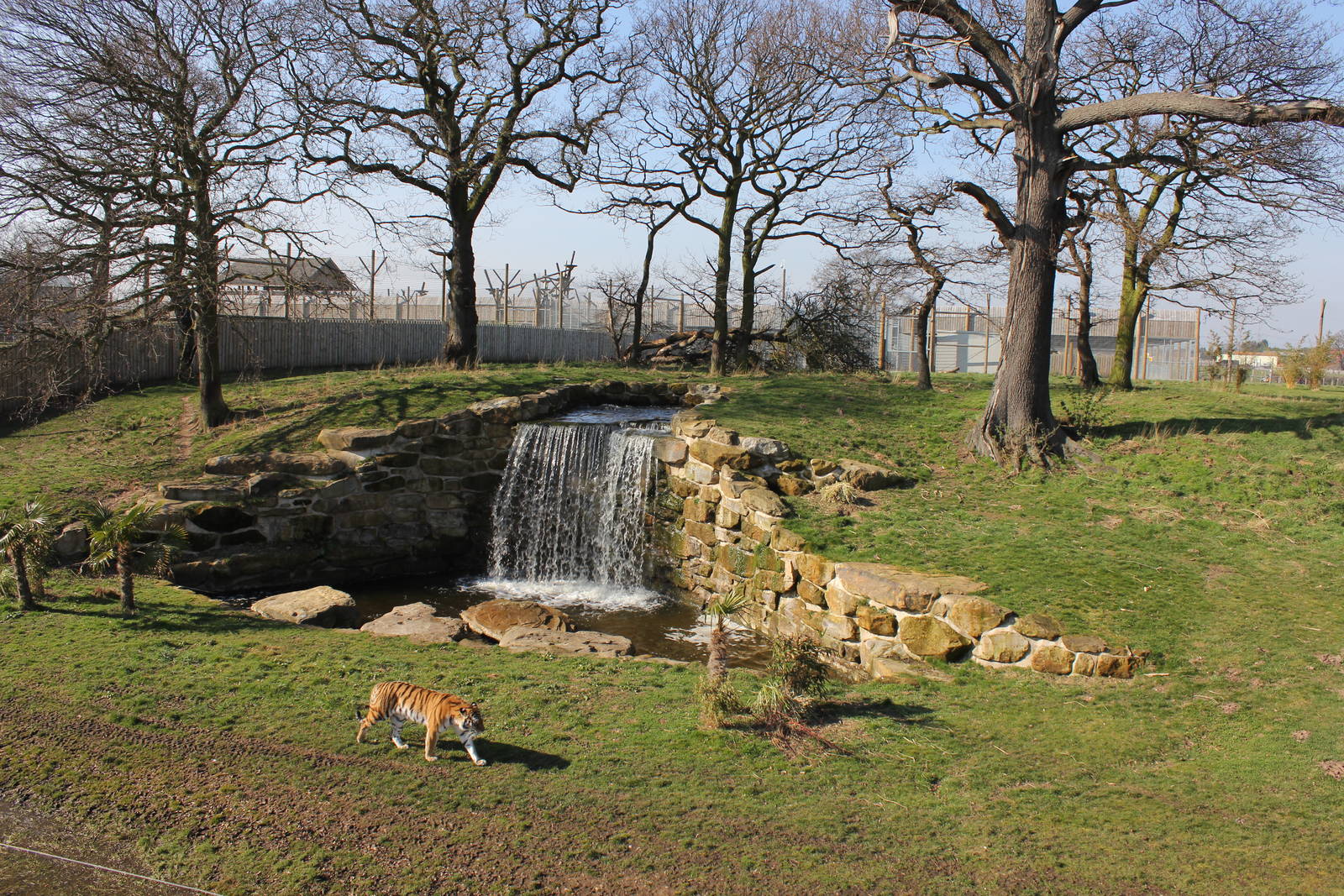 Tiger enclosure