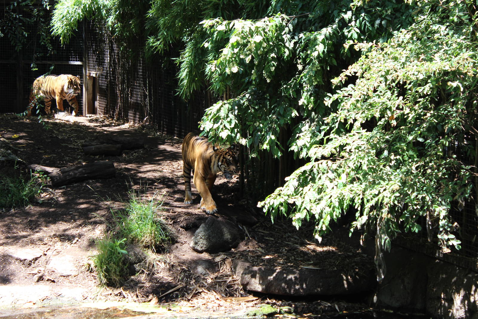 Tiger Enclosure