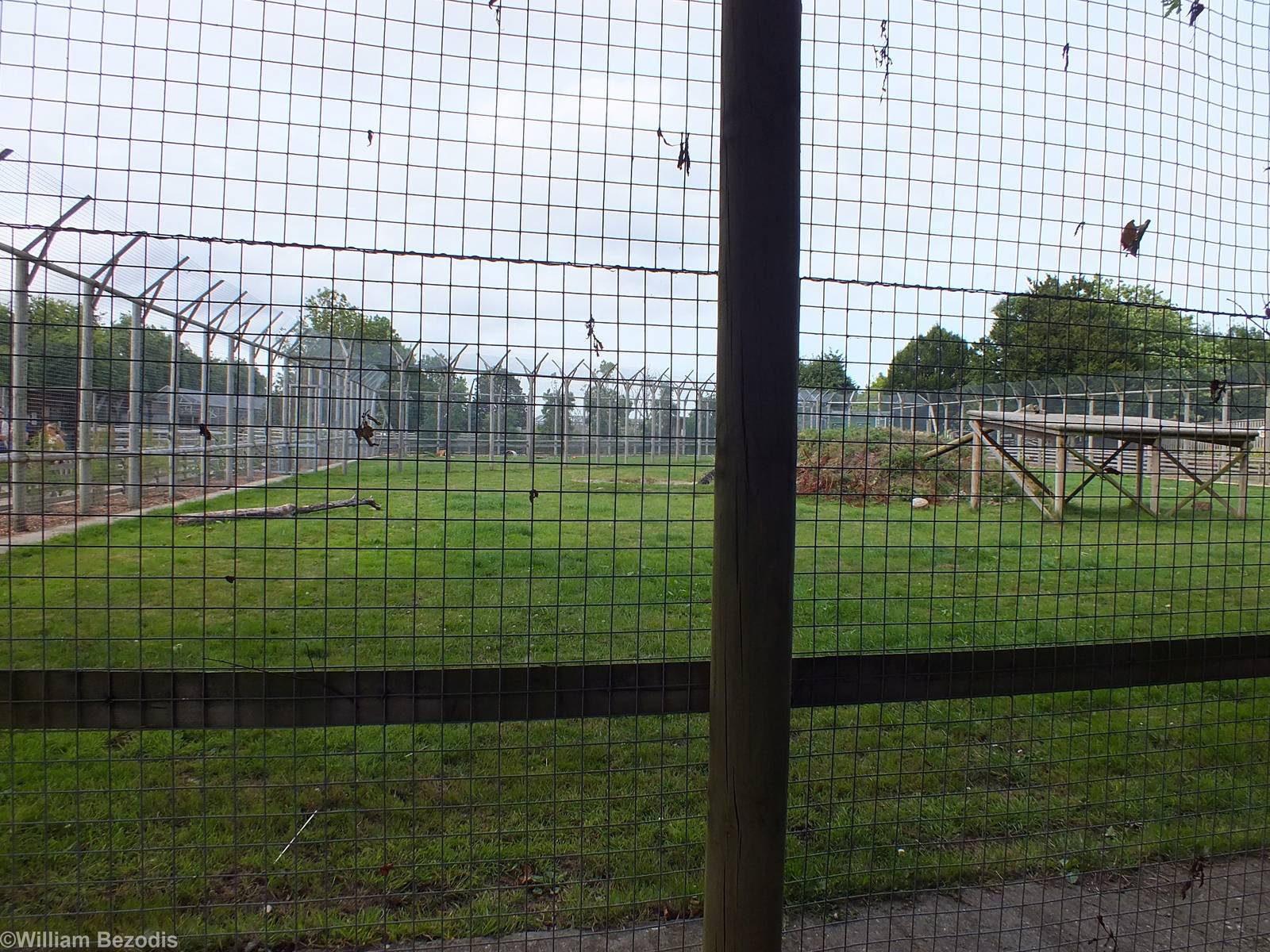 Tiger Enclosure