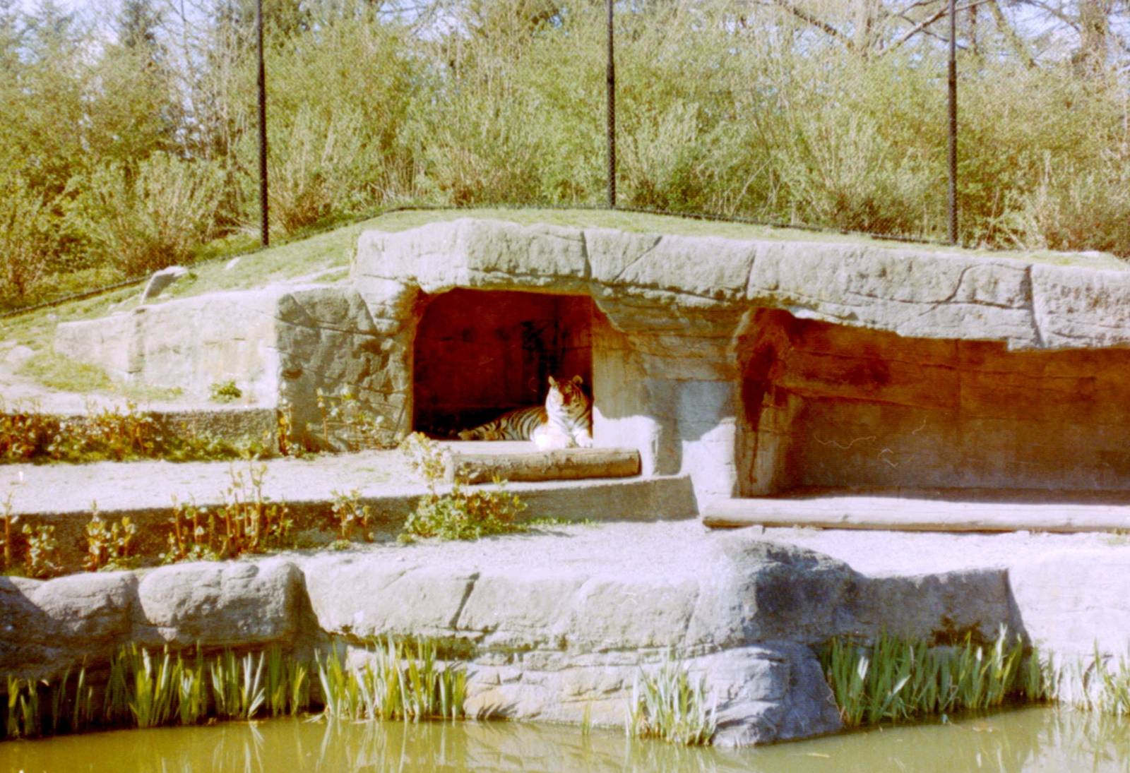 Tiger enclosure