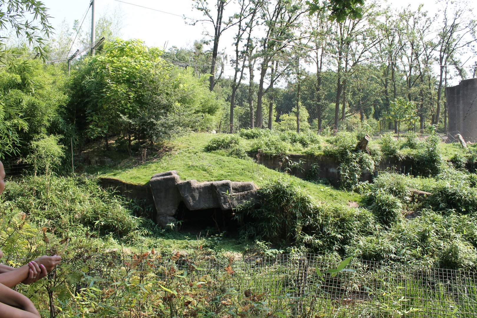 Tiger-enclosure