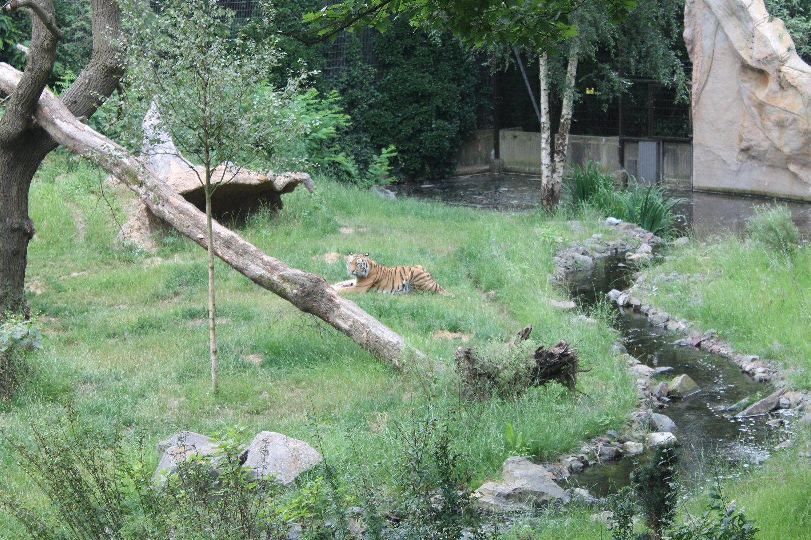 Tiger-enclosure