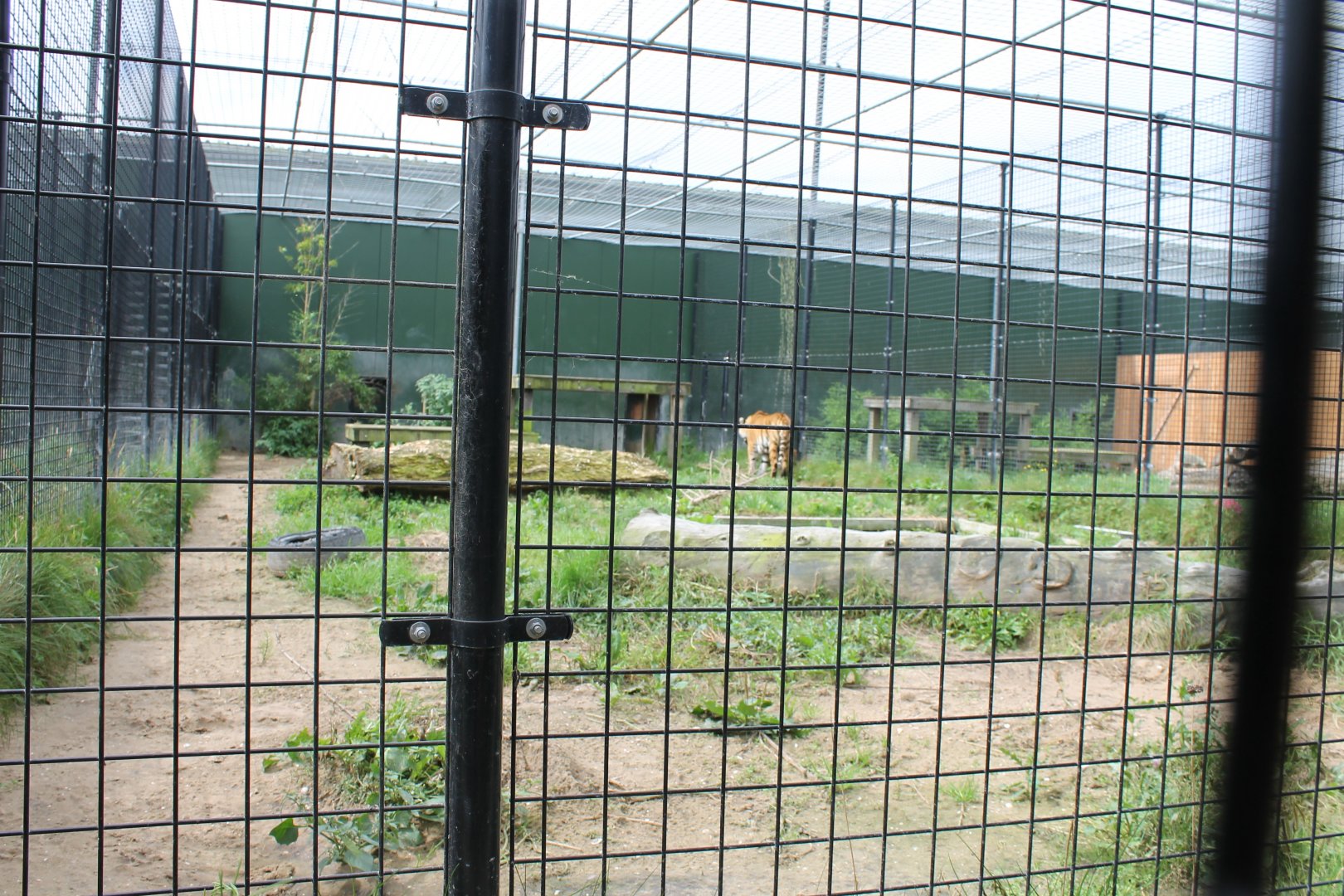 Tiger-enclosure