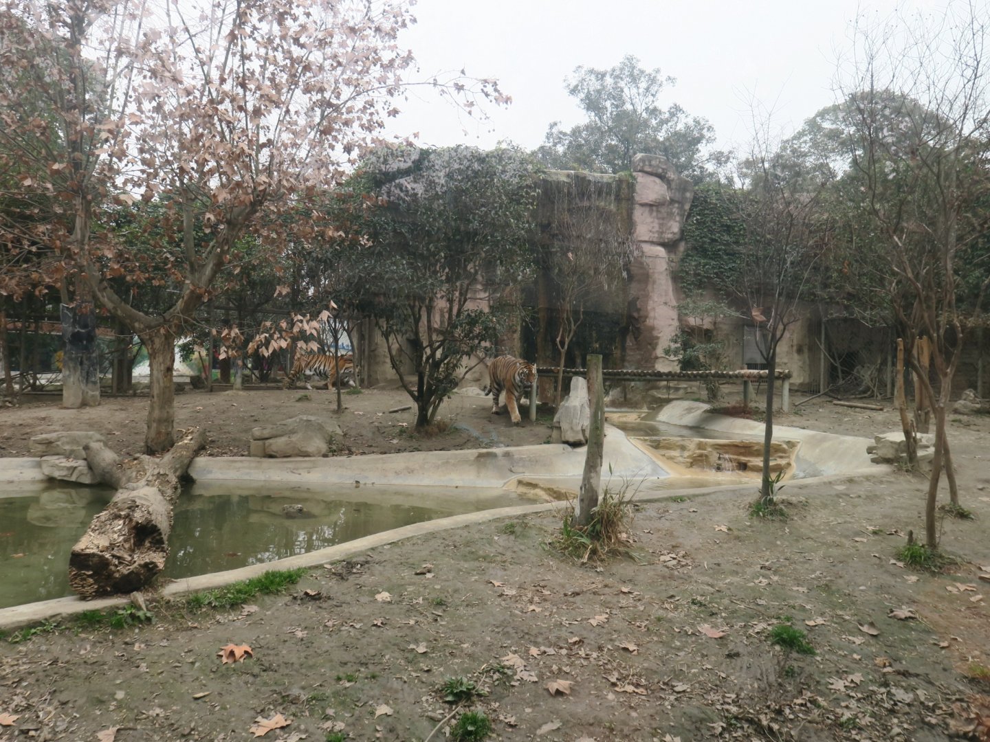 tiger enclosure
