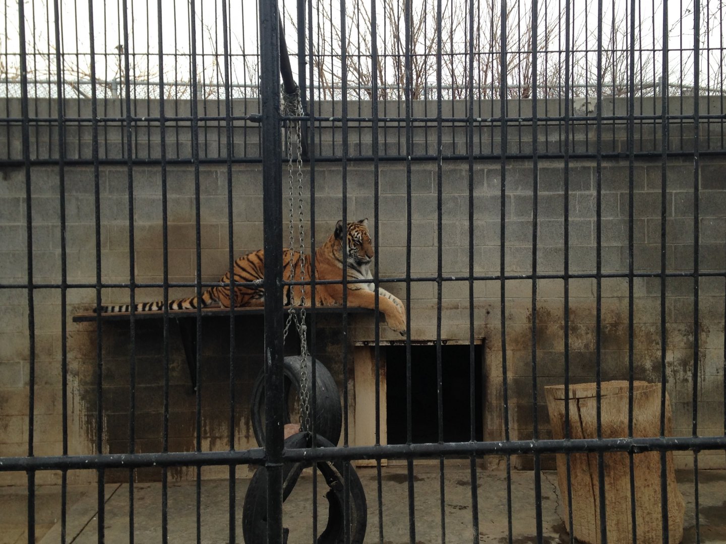 Tiger Enclosure
