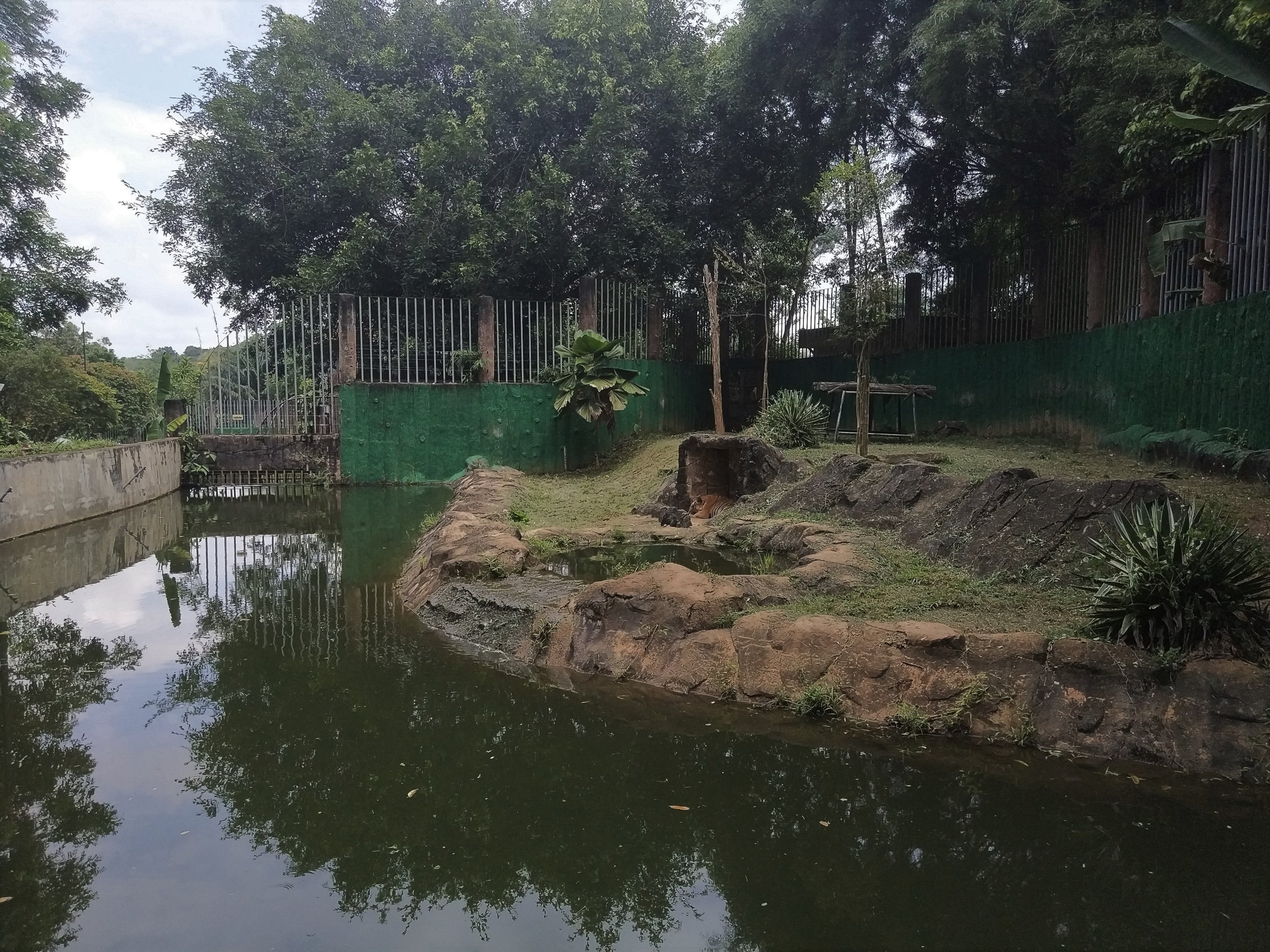 Tiger Enclosure