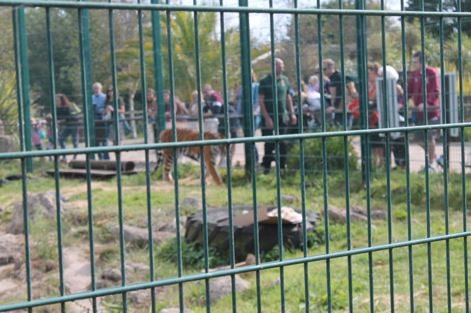 Tiger Enclosure